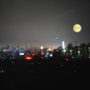 我要看中东国家大鸡巴精品
